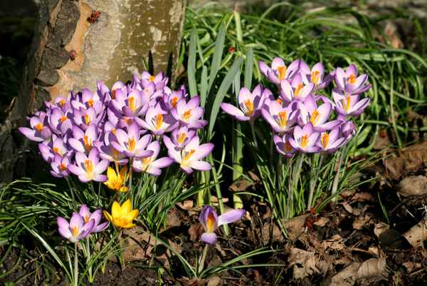 frühlingserwachen  3