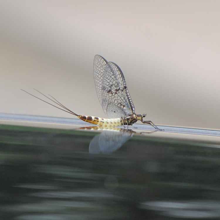 Eintagsfliege (Ephemeroptera)