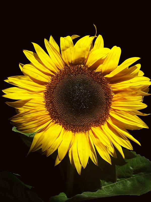 Die Sonne