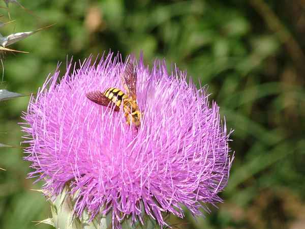 Wespe beim Nektar sammeln