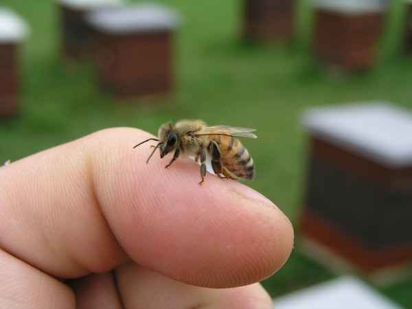 Honig-Biene auf Finger
