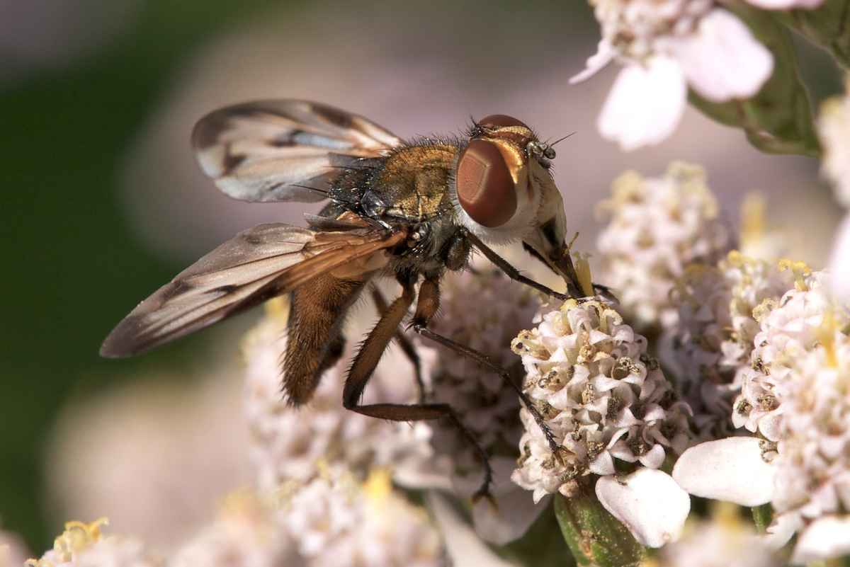 Kieferneulen-Raupenfliege