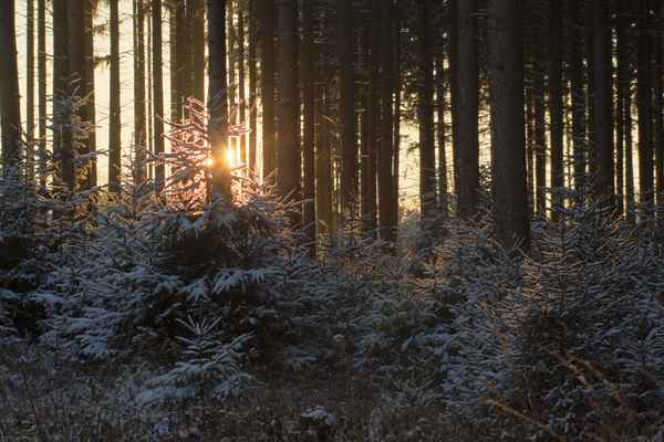 Wintervorbote