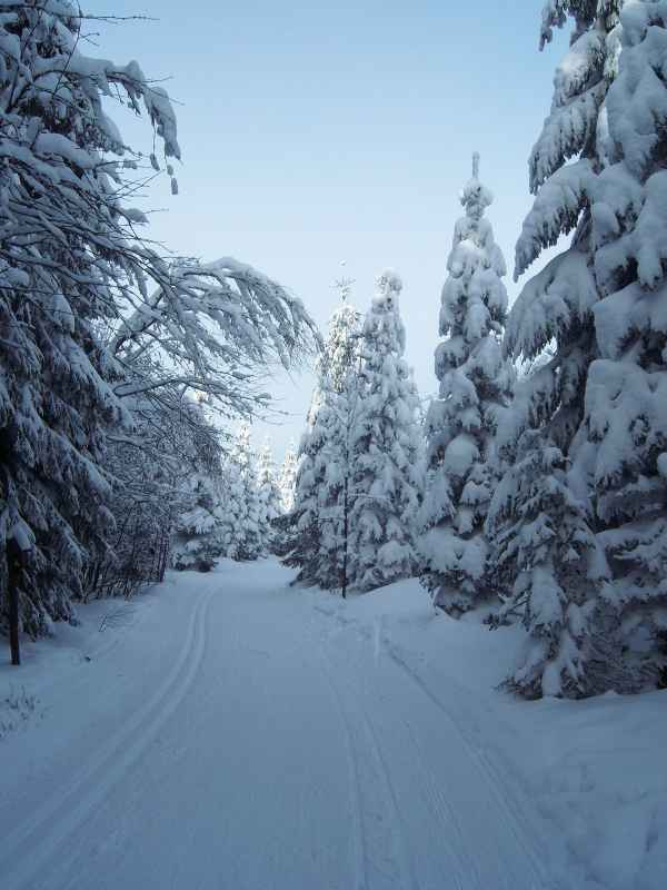 Winterwald im Erzgebirge (Altenberg)