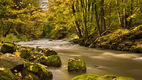 Goldener Herbst