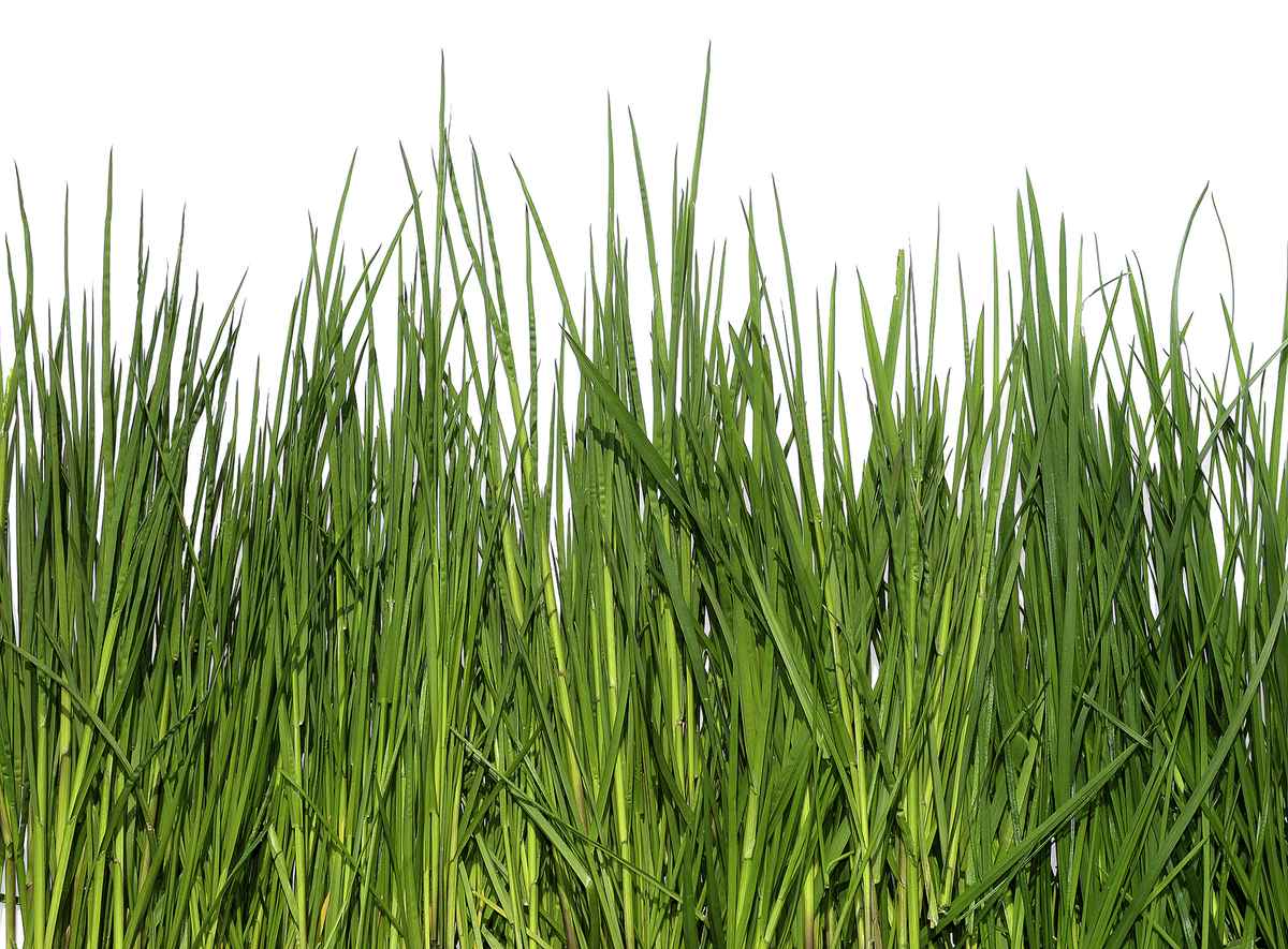 Gras