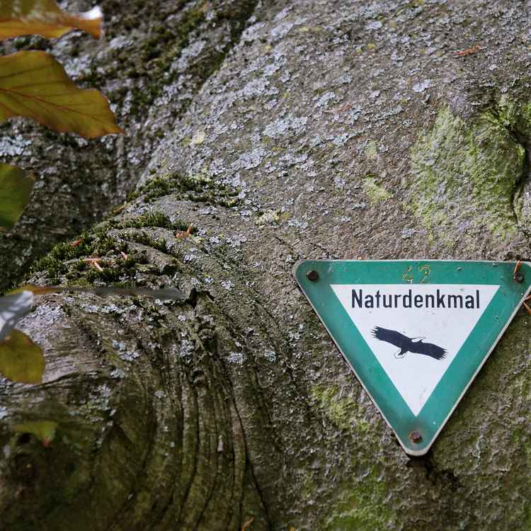 Naturdenkmal