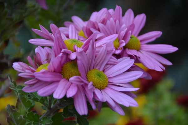 lila Blumen