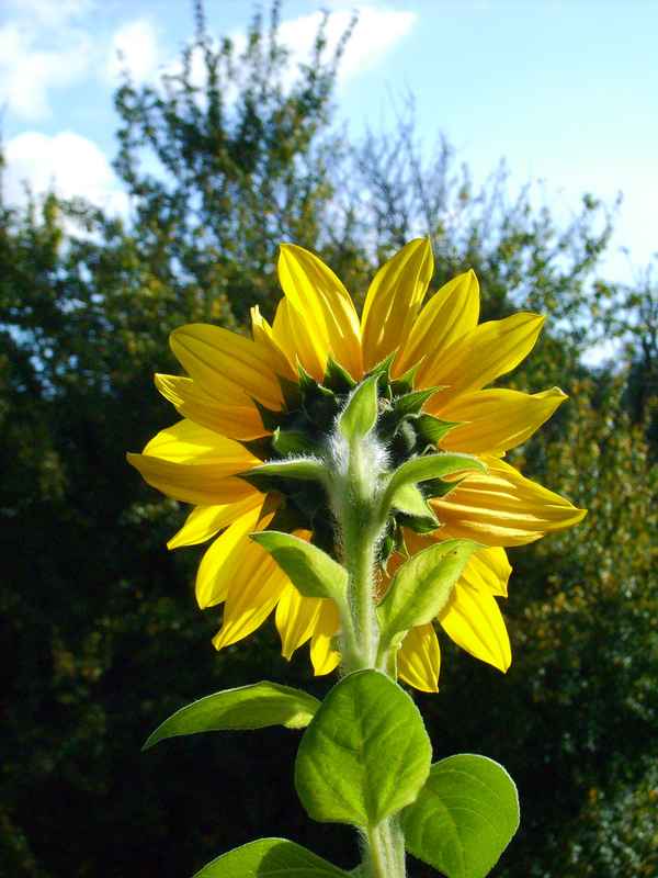 Sonnenblume