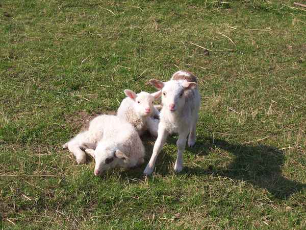Alle Drillinge wünschen frohe Ostern.