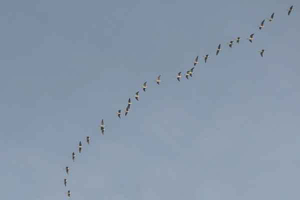 der letzte zug der wildgänse