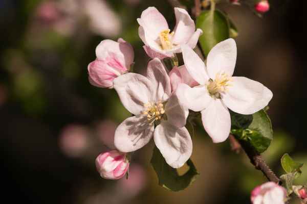 Apfelblüten