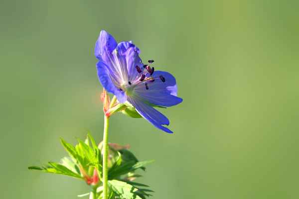 Storchenschnabel  (Geranium pratense)