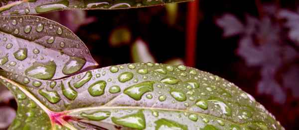 Raindrops