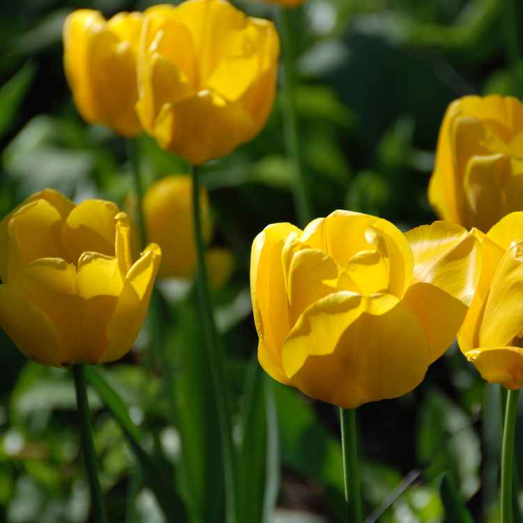 Tulpen 09