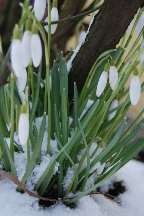 Schneeglöckchen