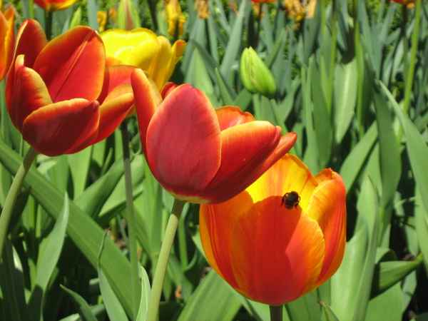 Tulpen mit Biene