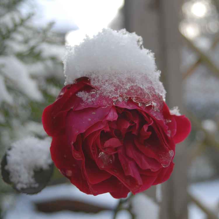 Rose im Schnee