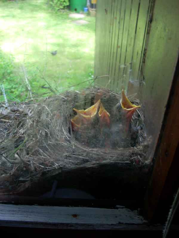 Blick in die Kinderstube (duchs Fenster fotografiert)