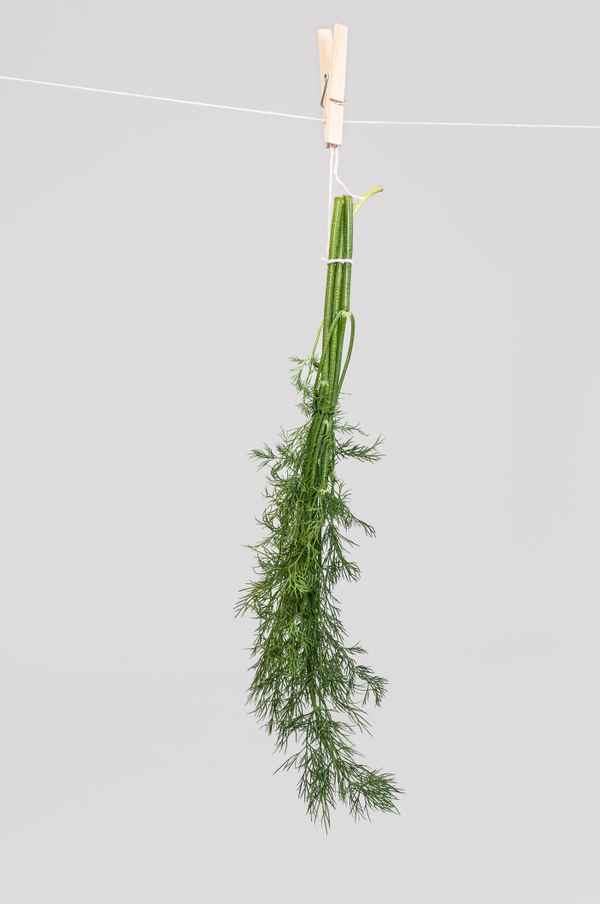 Dill