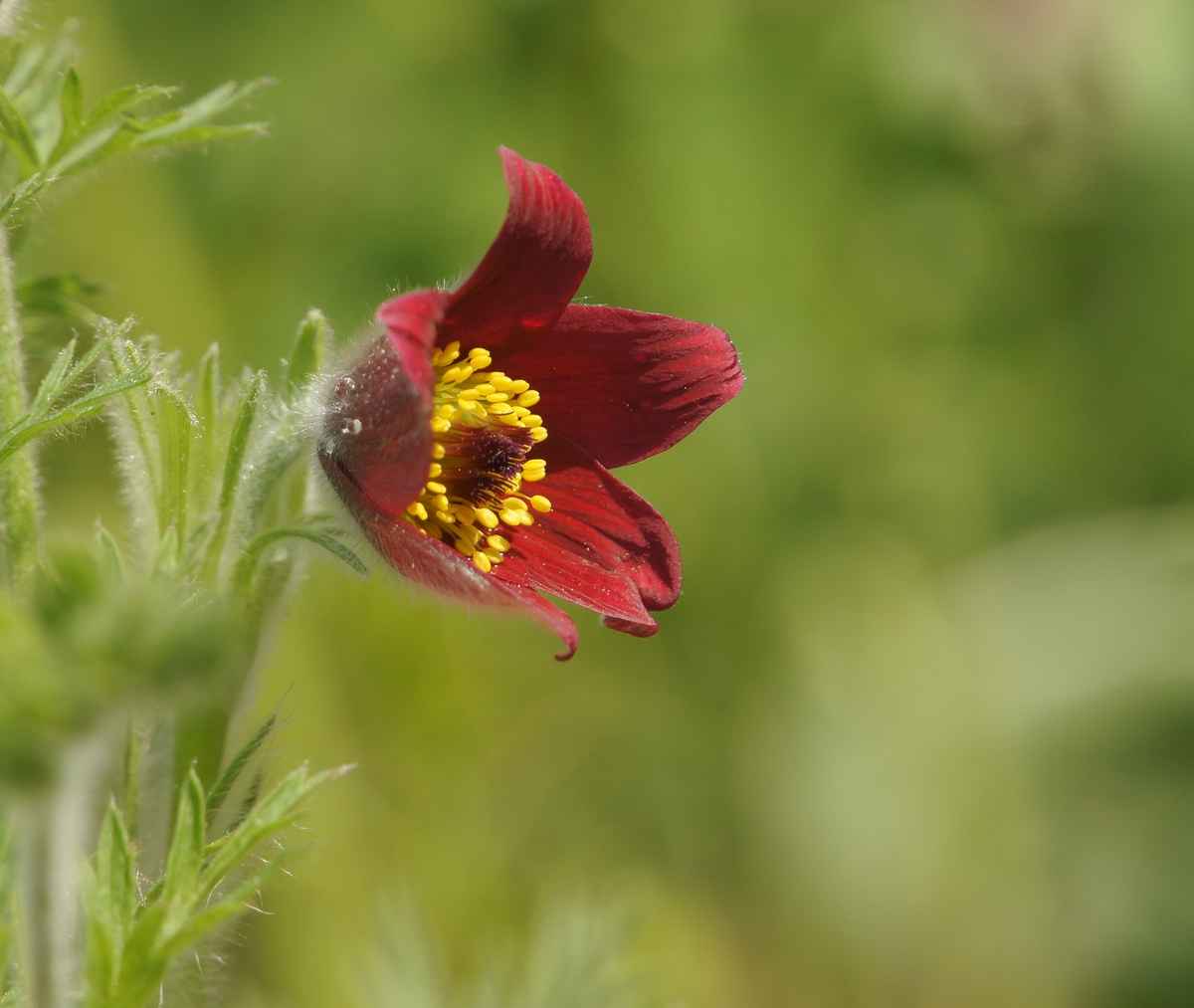 Pulsatilla vulgaris 'Rubra'