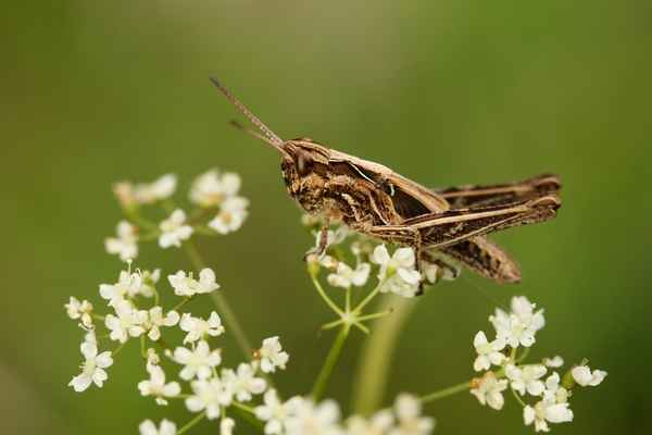 Ein kleiner Hüpferling