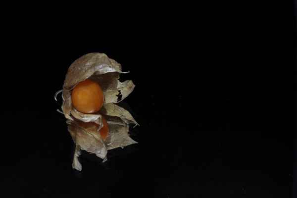 physalis 1