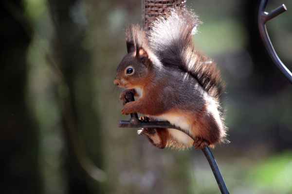Eichhörnchen