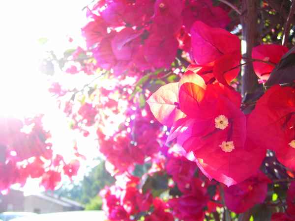 blumen auf korsika