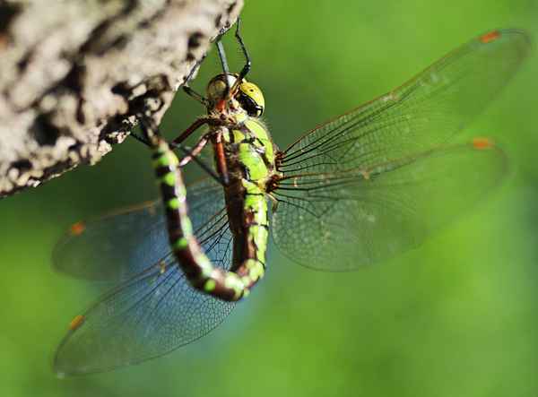 grüne libelle bei der eiablage ?
