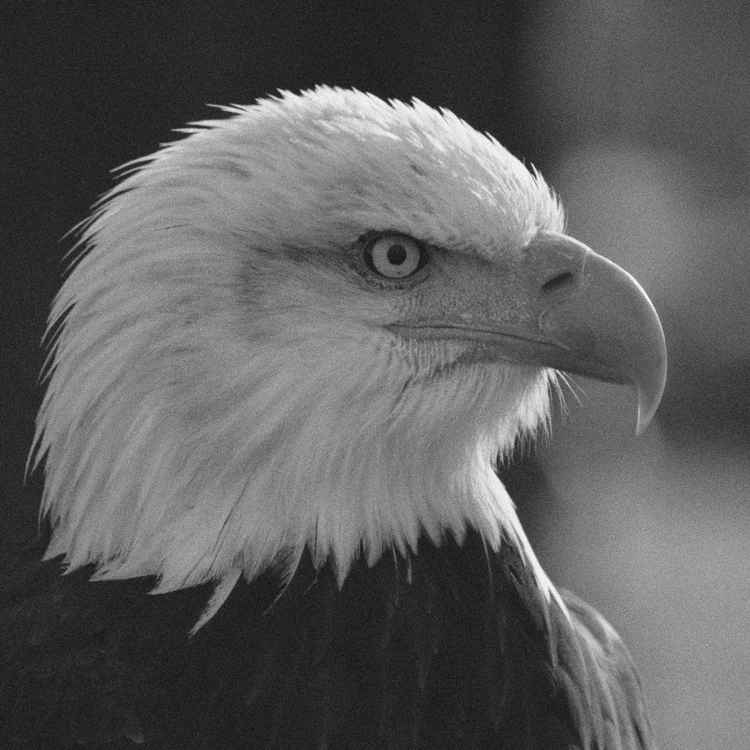 Weißkopfseeadler
