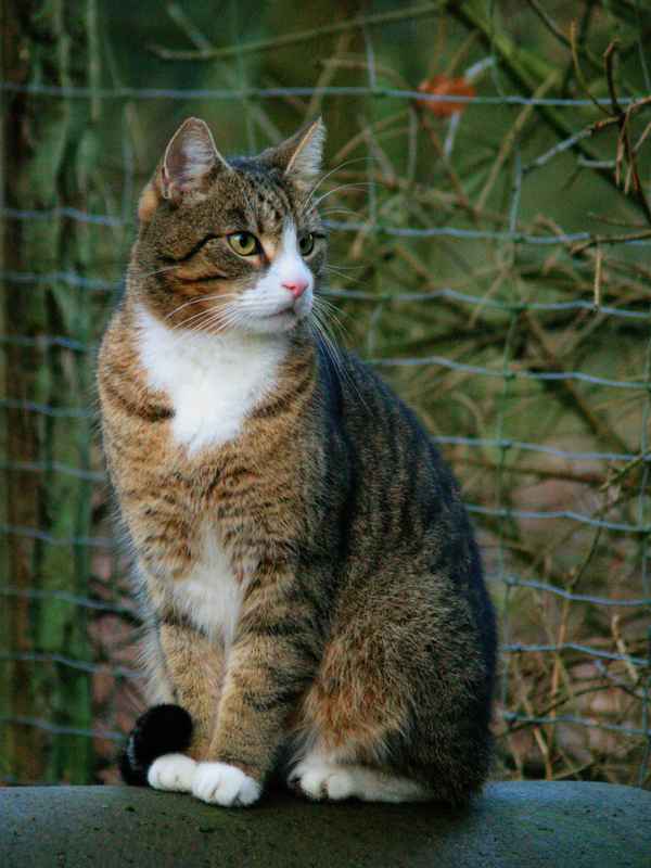 Hauskatze (3)