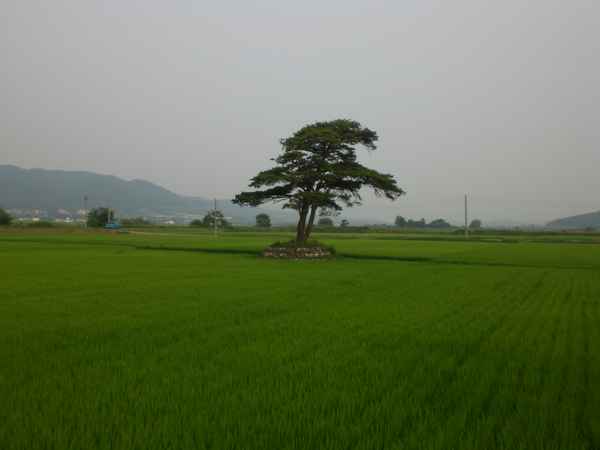 Baum in Reisefeld