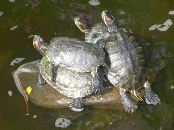 Wasserschildkröten