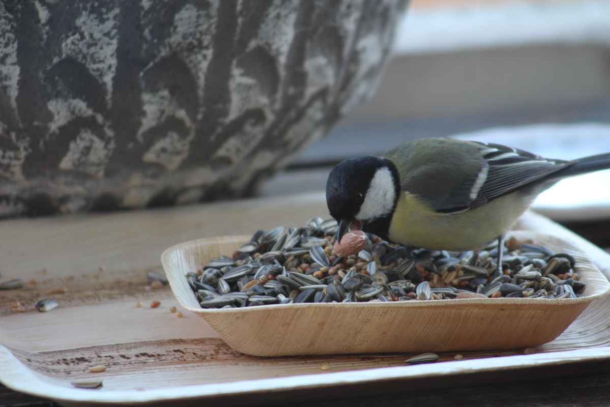 Meise beim Snack