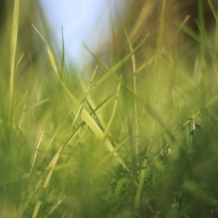 grüne Mutter Natur