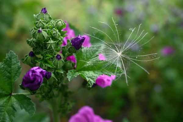 Filigran gesellt sich die Pusteblumensamen dazu