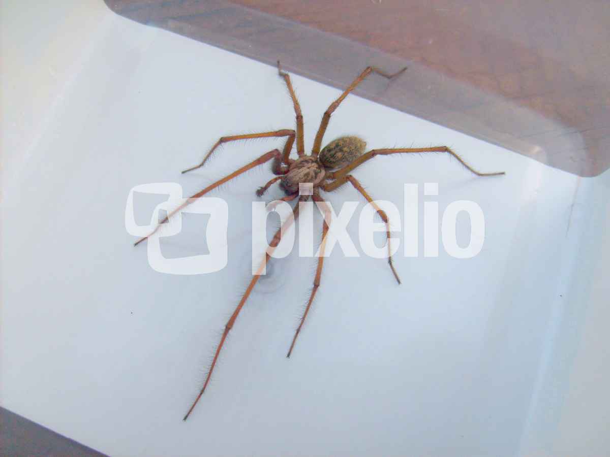 Winkelspinne