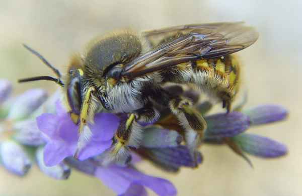 Große Wollbiene - Anthidium manicatum (Männchen)