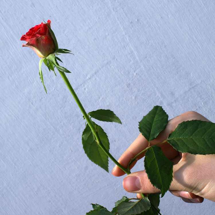 Rose für dich