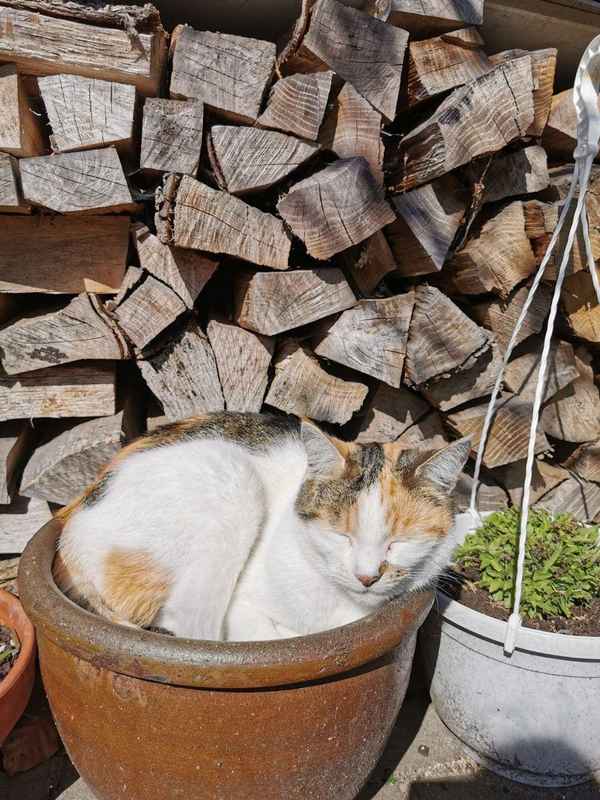 Gemütlich im Blumenkübel