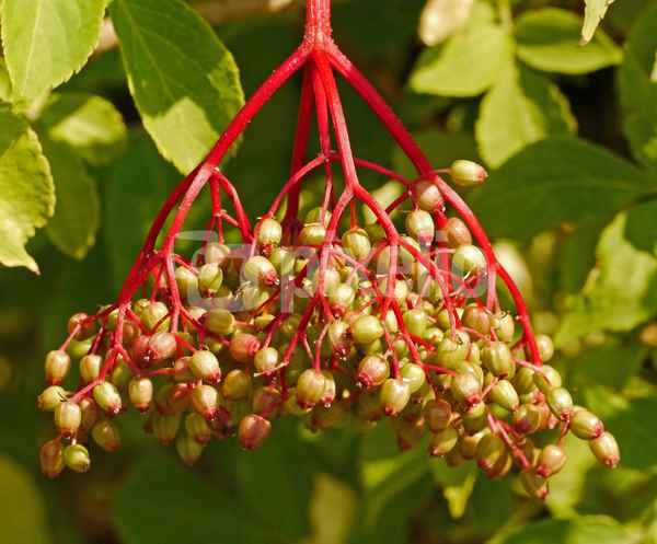 Holunderbeeren , . . .