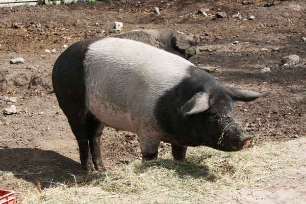 Glückliches Schwein
