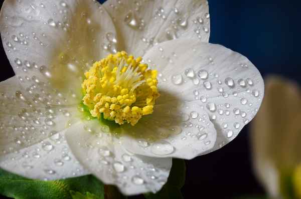 Eine Christrose (Schneerose) steht in meinem Garten ....