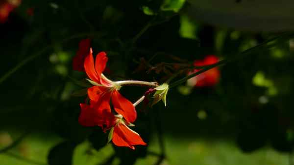 Geranienblüte