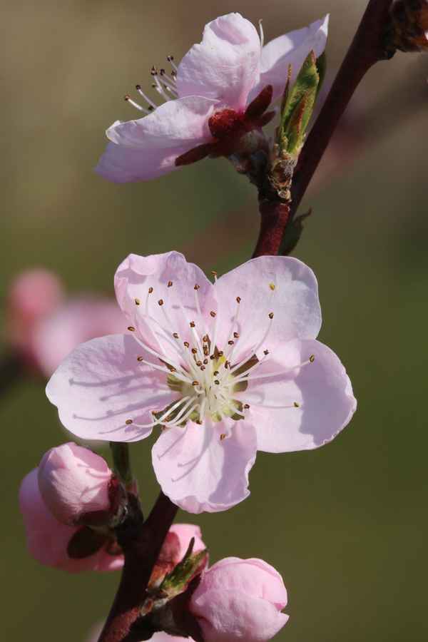 Pfirsichblüte