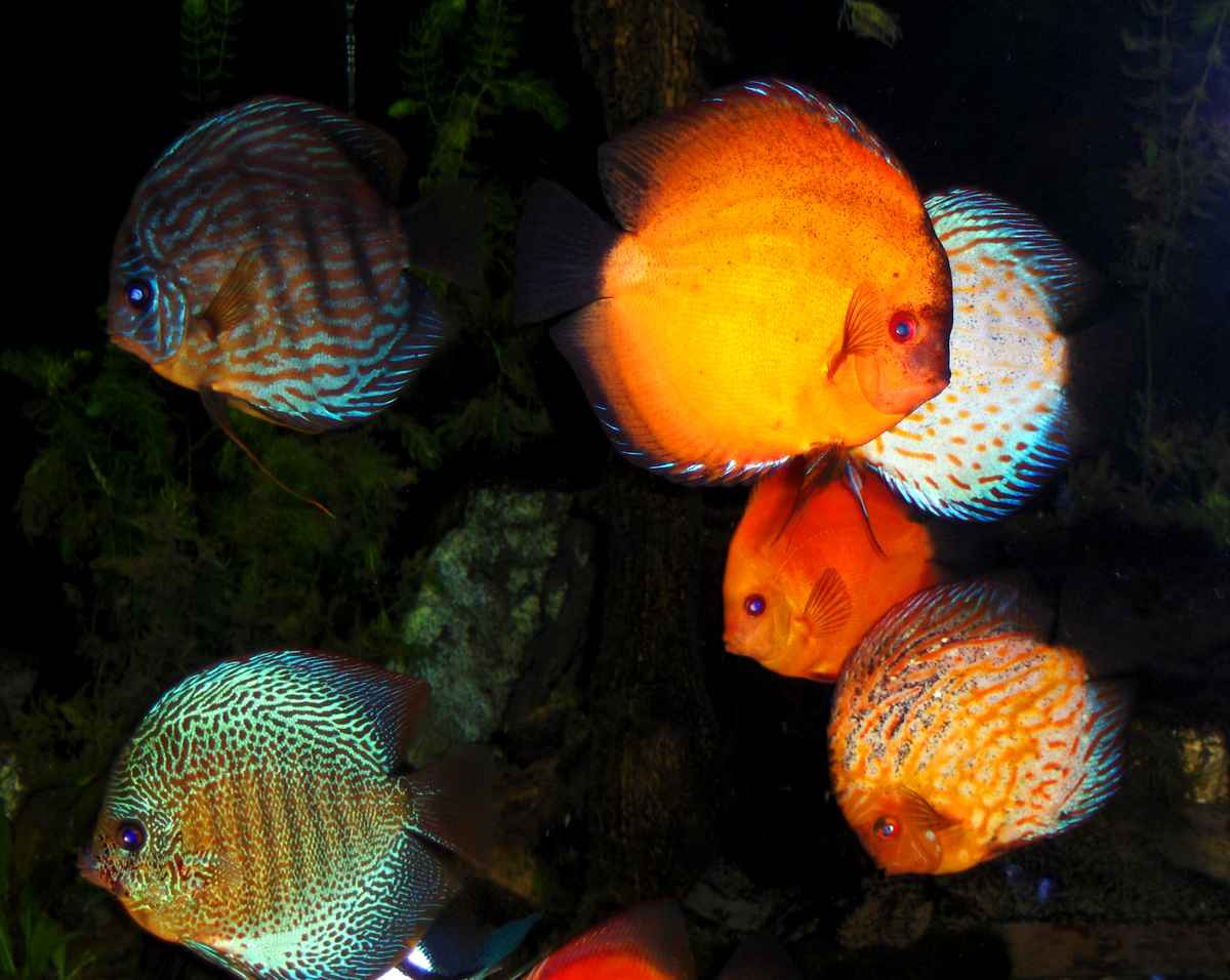 Discus
