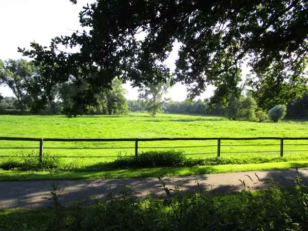 Saftige Wiese