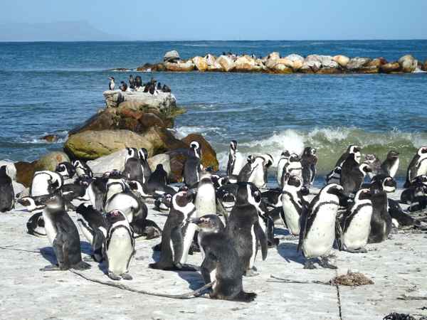 Pinguine