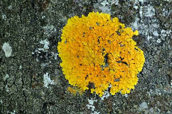 gelbe trichterförmige Baumflechte